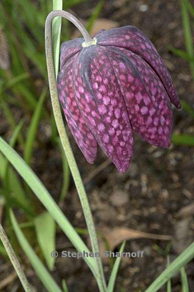 fritillaria meleagris 1 graphic